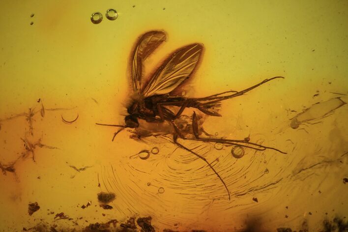 Detailed Fossil Fly (Diptera) In Baltic Amber #81731